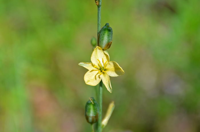 Torrey's Craglily or Amberlily grow to about 1 ½ feet tall or more, with scapepose stems and roots enlarged from corms. Echeandia flavescens Torrey's Craglily or Amberlily grow to about 1 ½ feet tall or more, with scapepose stems and roots enlarged from corms. Echeandia flavescens